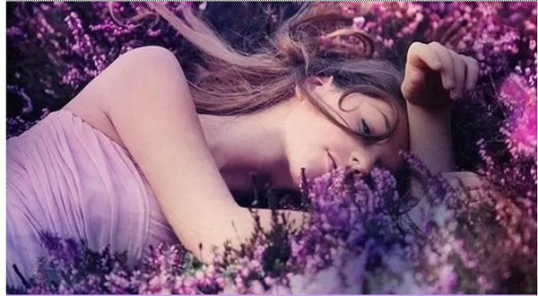 Lavender Fresh Essential Oil